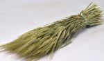 ΚΡΙΘΑΡΙ(BARLEY) 65cm