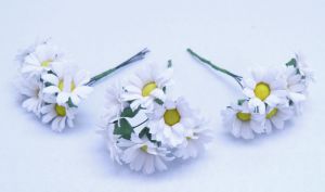 Λουλούδι Μαργαρίτα