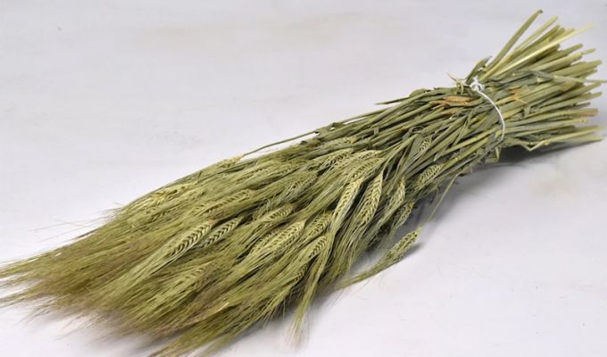 ΚΡΙΘΑΡΙ(BARLEY) 65cm 1 ΤΕΜΑΧΙΟ ΕΞΑΝΤΛΗΘΗΚΕ