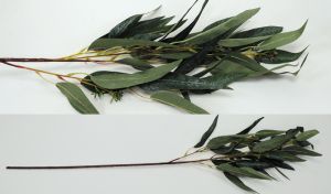 ΚΛΑΔΙ ΕΥΚΑΛΥΠΤΟΣ 90cm  1 ΤΕΜΑΧΙΟ